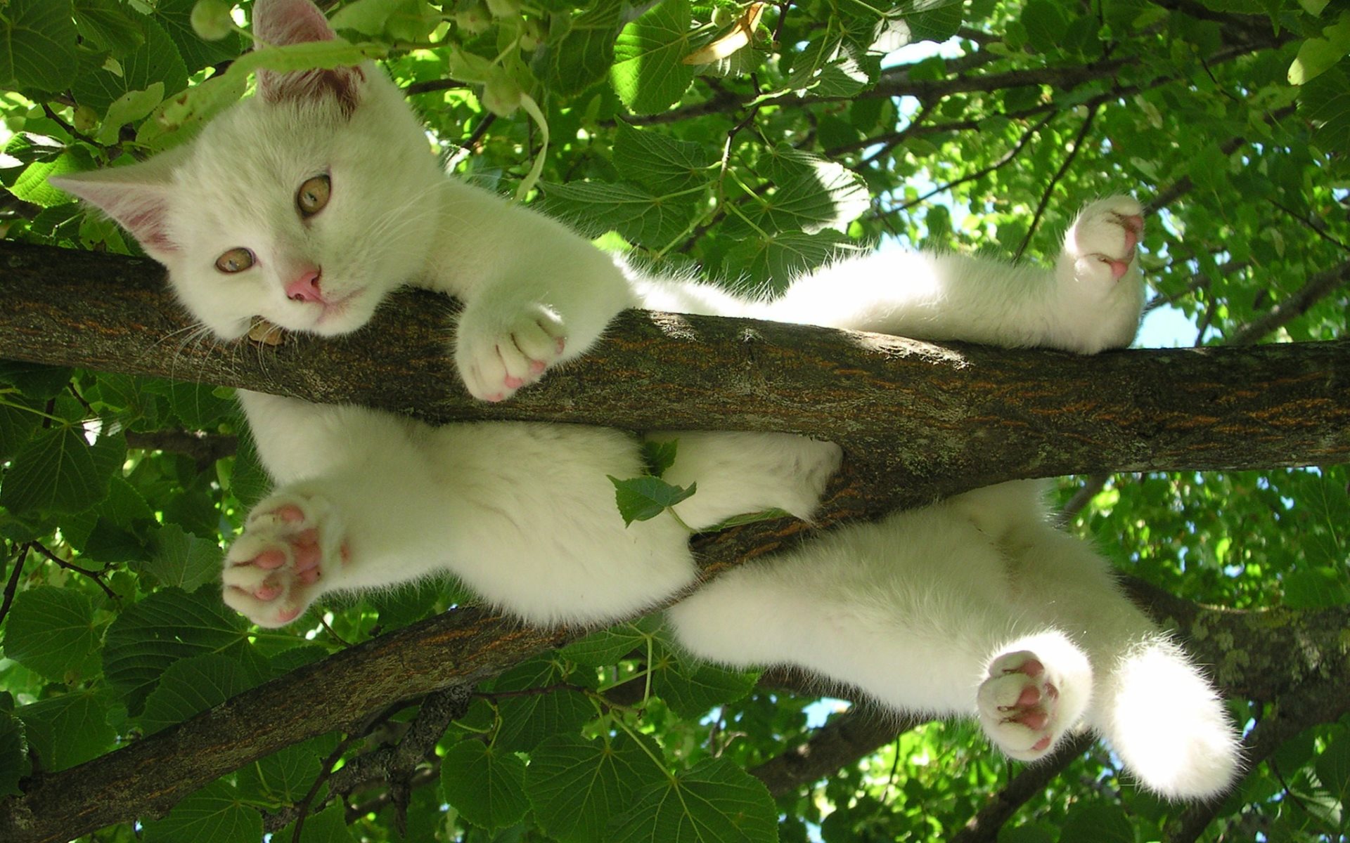 природа кот котенок деревья без смс